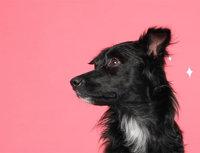A black dog on a pink background